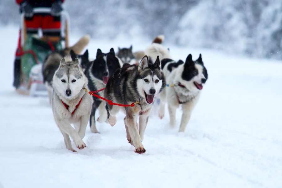 Les chiens du Conta Musher Race, course de traîneaux dans la neige.