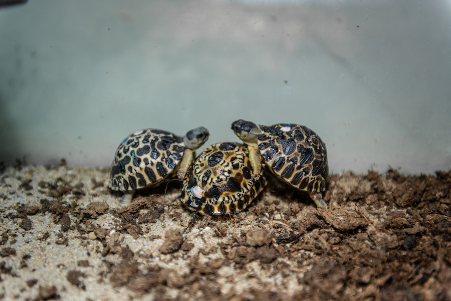 Les bébés tortues du Parc Tête d’Or